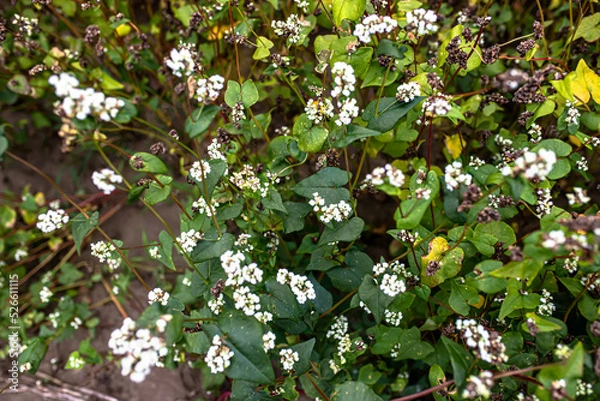 Fototapeta Buckwheat at the stage of ripening before harvesting. Fagopyrum esculentum, Japanese buckwheat and silverhull buckwheat blooming on the field. Close-up flowers of buckwheat. Soft focus