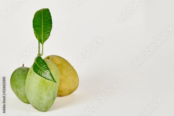 Fototapeta Three Chausa mangoes on a white background