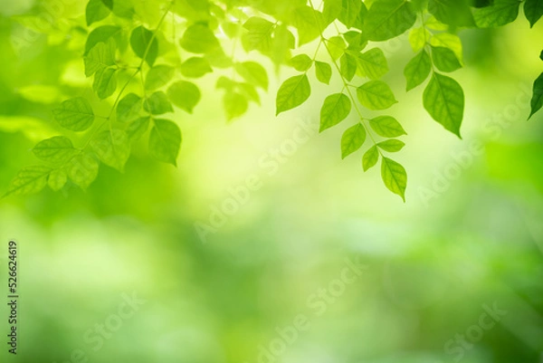 Obraz Closeup of beautiful nature view green leaf on blurred greenery background in garden with copy space using as background wallpaper page concept.i