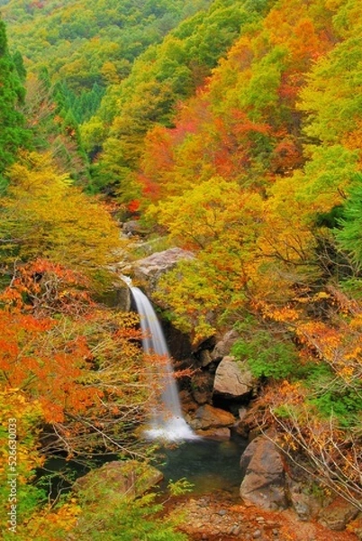 Fototapeta 広島県三段峡 魚切滝の紅葉