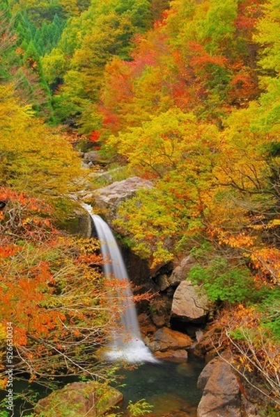 Fototapeta 広島県三段峡 魚切滝の紅葉