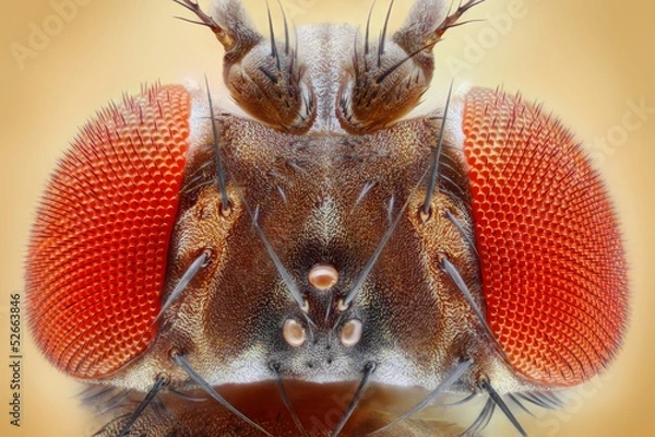 Fototapeta Fruit fly extreme sharp head closeup, microscope objective