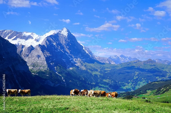 Fototapeta アイガーと乳牛（フィルスト・ハイキングコース）