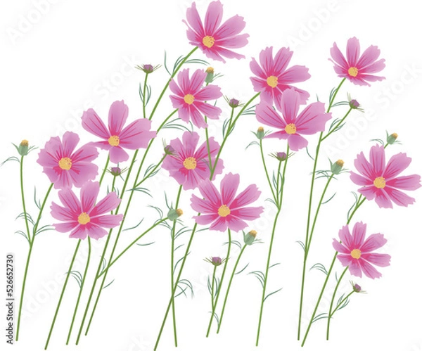 Fototapeta コスモスの花