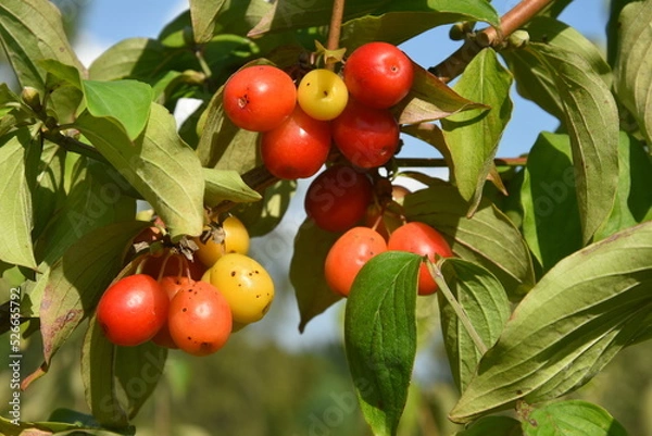 Obraz owoce derenia jadalnego