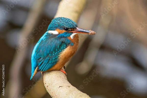 Fototapeta Eisvogel (Alcedo atthis) Weibchen
