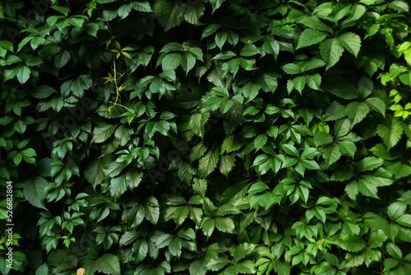 Obraz Green leaves pattern background. Parthenocissus
