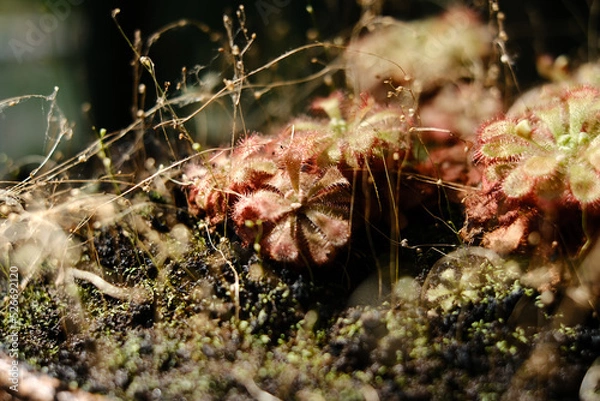 Obraz Fleischfressende Pflanze 