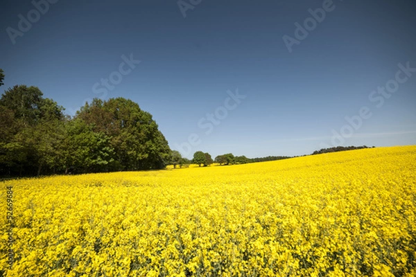 Obraz Raps in der Natur