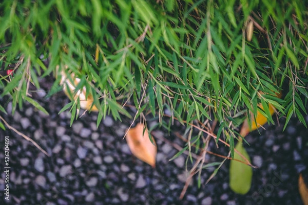 Fototapeta hand holding a leaf