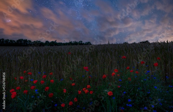 Obraz Poppy fields at night.
