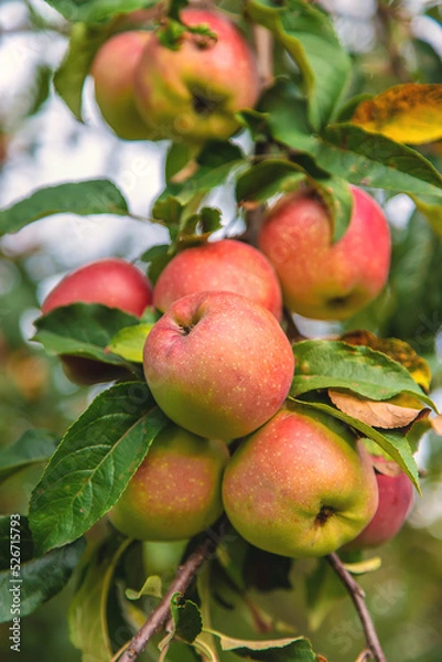 Fototapeta Harvest of red apples on a tree in the garden. Selective focus.