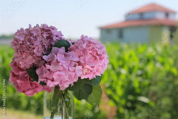 Obraz pink hydrangea flowers