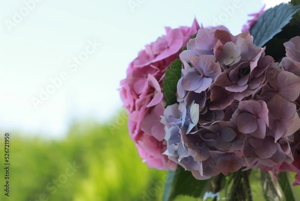 Fototapeta Close up Hydrangea flower. 