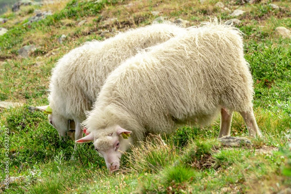 Fototapeta Sheeps clamly chew the grass on a green meadow along the path leading to the summit of Galhopiggen in Norway with the scenery of beautiful mountains in the background.