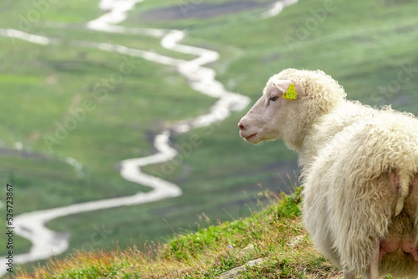 Fototapeta Sheep calmly posing and chew the grass on a green meadow along the path leading to the summit of Galhopiggen in Norway with the scenery of beautiful mountains in the background.