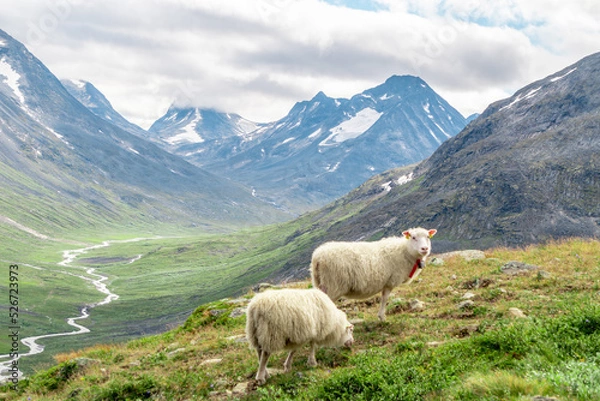 Fototapeta Sheeps clamly chew the grass on a green meadow along the path leading to the summit of Galhopiggen in Norway with the scenery of beautiful mountains in the background.