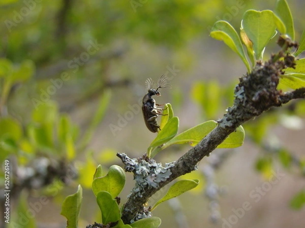 Obraz beetle on leaf