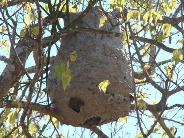 Obraz bee nest in tree