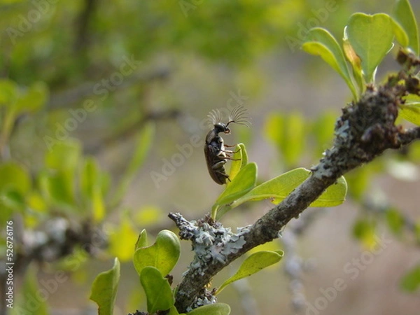 Obraz beetle on leaf