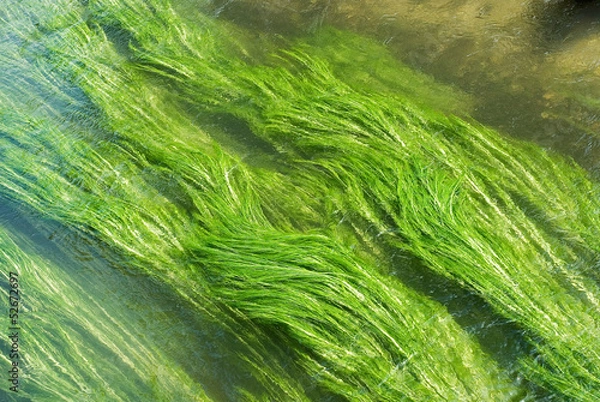 Fototapeta Wetland with Creek and Grass