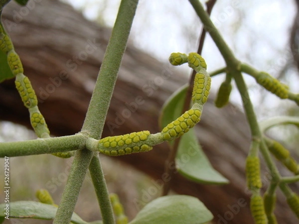Obraz mistletoe on branch
