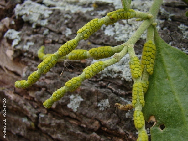 Obraz mistletoe on branch