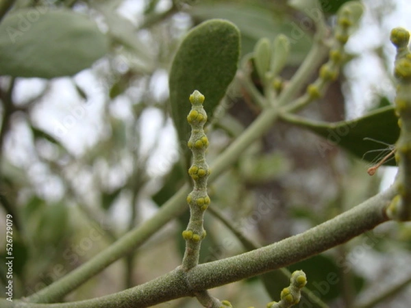Obraz mistletoe on branch