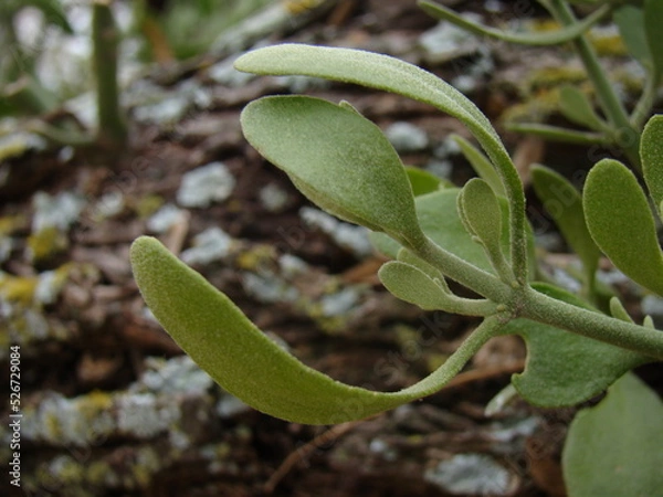 Obraz mistletoe on branch