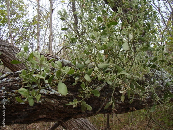 Obraz mistletoe on branch