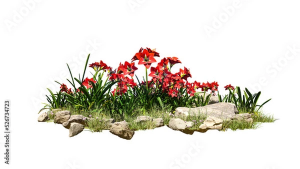 Obraz flower bush tree isolated on white.