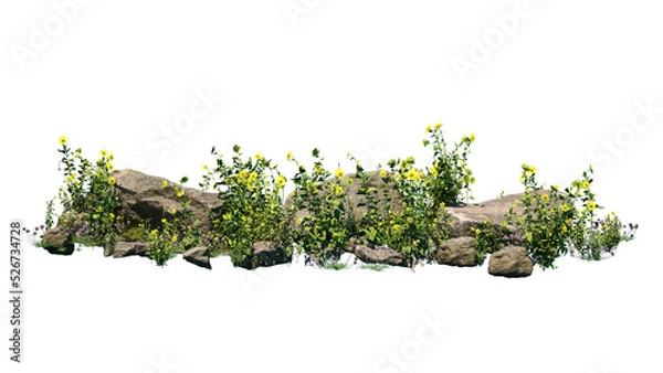 Obraz Cutout rock surrounded by yellow flowers. Garden design isolated on white background. Flowering shrub and green plants for landscaping. Decorative shrub and flower bed.