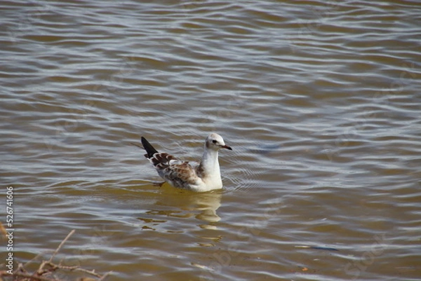 Fototapeta great crested grebe