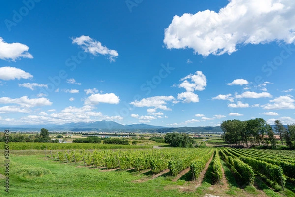 Obraz 北海道、富良野のブドウ畑と富良野市街、十勝岳の風景