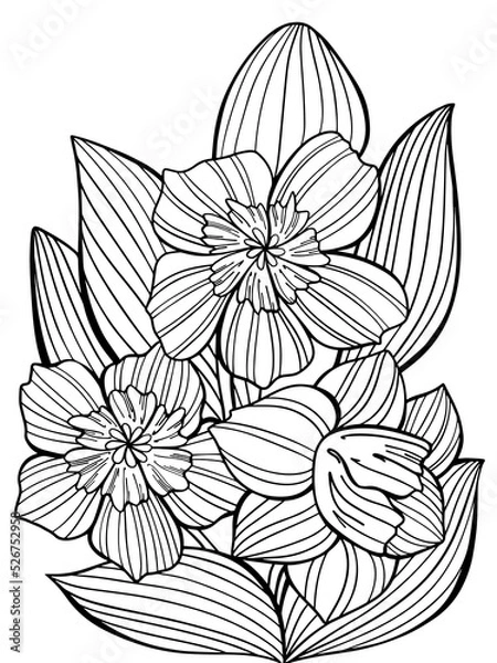 Obraz bouquet of daffodils flowers contour illustration antistress coloring book for children and adults on white background vector print postcard