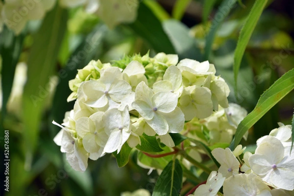 Fototapeta アジサイ