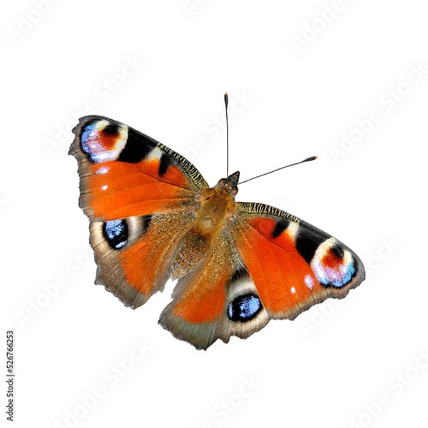 Fototapeta Bright colored European Peacock butterfly (Inachis io) isolated on white background top view     