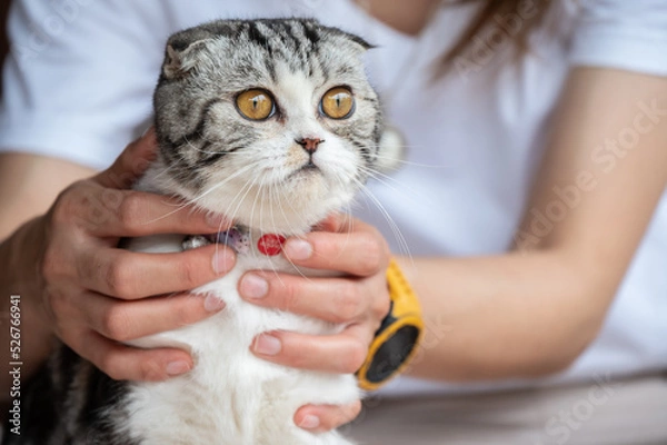 Fototapeta Cropped shot of woman playing with her Scottish Fold cat.