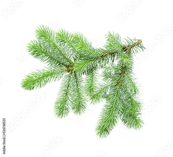 Obraz big green spruce branch isolated
