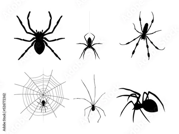 Obraz Spider Silhouette