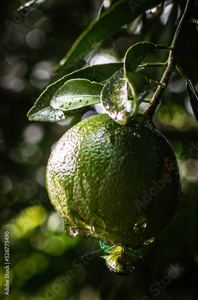 Obraz After the Rain