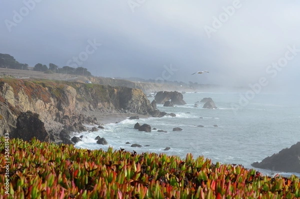 Fototapeta Coast flowers and waves on Coast Hwy Route no 1