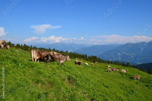 Fototapeta Swiss cows in the mountains during summer
