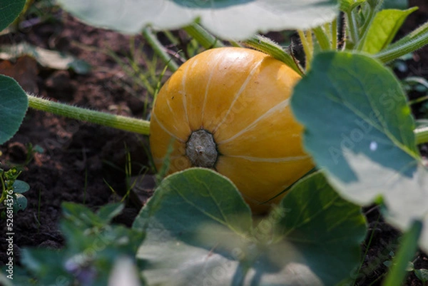 Obraz pumpkin in the garden