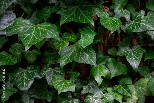 Obraz Green ivy growing on the side of a tree