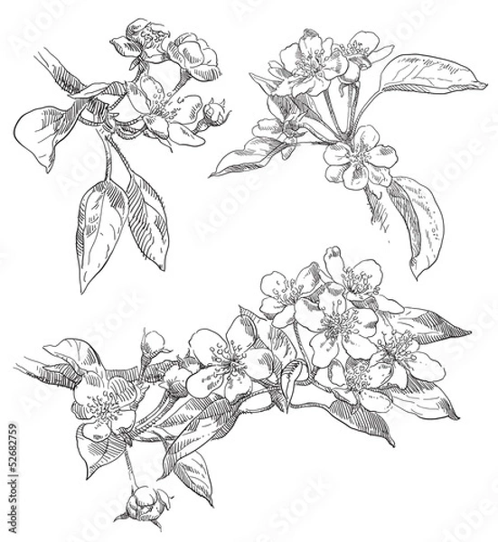 Obraz Hand drawing apple flower blossom