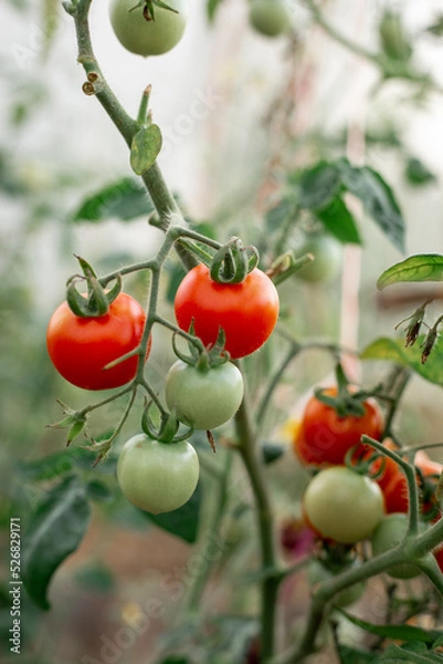 Fototapeta Tomatoes on the branches grow in the garden