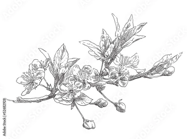 Obraz Hand drawing apple flower blossom