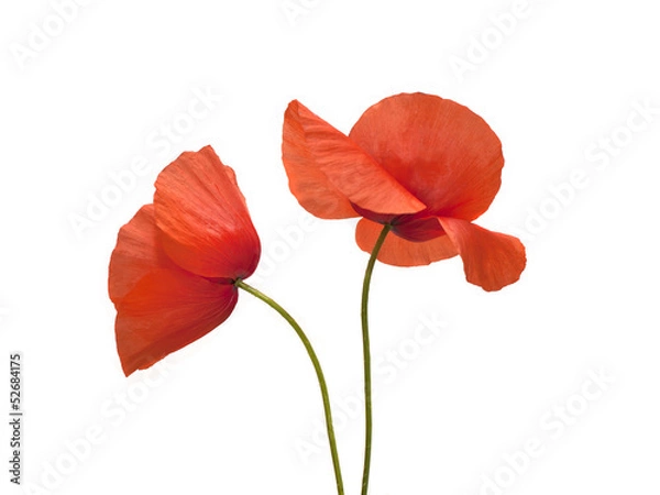 Obraz poppy flowers