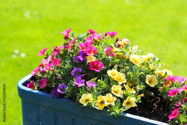 Obraz strahlende Bellis